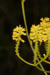 Tall pinebarren milkwort